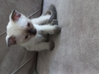 Tatlı siyam kedisi bebişimiz