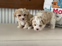 Çok özel tea cup kore maltipoo yavrularımız