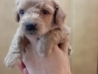 MİNİ MALTİPOO YAVRULAR
