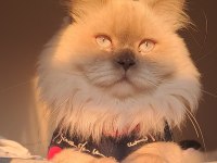 Yetişkin Şecereli British Longhair As1133 Erkek