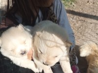 Uygun fiyat kaliteli pomeranian yavru
