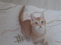 Golden British Shorthair