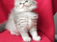 British Longhair
