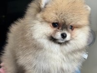 Pomeranian yavru 2,5 aylık köpeğimiz