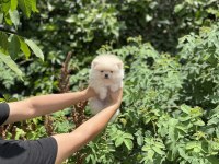 Pomeranian Boo Bebekler