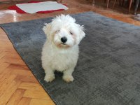 Maltese terrier yavrum