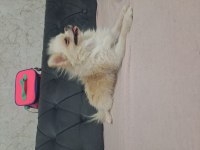 Mikro Dişi Pomeranian Hiç Çiftleşmedi