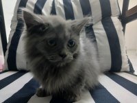 2 aylık british longhair yavru kedimiz