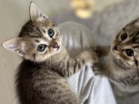 British shorthair melez kedimiz