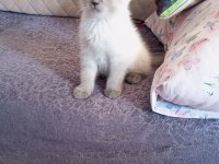 Blue point british shorthair yavrular