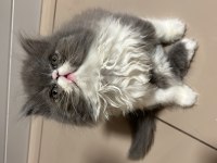 Exotic Shorthair Kedilerime yuva arıyorum