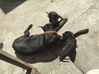 YÜKSEK ZEKA VE KORUMA, DOBERMAN YAVRULARI BURADA!