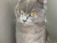 HAMİLE KEDİMİZ