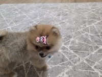 5 aylık pomeranian köpekler