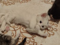 Ömürlük Yuvasını Arayan Kedilerimiz