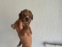 Toy poodle bebeklerimiz maltipoo bebeklerimiz mevcuttur