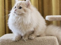 Krem rengi paşa british longhair
