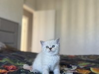 BRİTİSH SHORTHAİR SILVER YAVRULARIM 