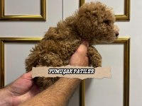 ORJİNAL TOY POODLE YAVRUMUZ