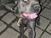 3 yaşında erkek cane corso evladımız