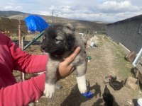 Anadolu çoban köpeği yavrularımız sahiplendirilecektir.