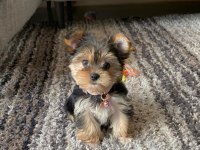 Mini minnak yorkshire terrier bebeklerimiz