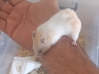 Ücretsiz Verilecek Hamster