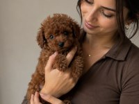 Poodle Köpeği Yavrularımız