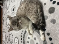 Ankara exotic shorthair