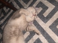 Uygun Puanla Sahiplendirilecek British Shorthair Oğlum