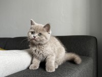 Lilac british cinsi yavrumuza aile arıyoruz