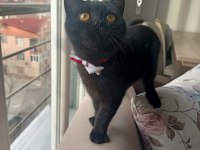 Siyah british shorthair