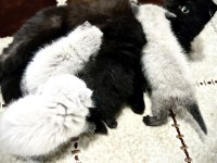 Scottish fold cinsi kedilerimi sahiplendirmek istiyorum