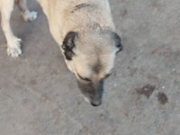 3 köpeğimizi sahiplendirme