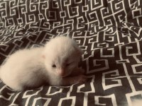 British shorthair bebeklerimiz sahiplendirilcektir