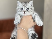 Mükemmel Surat Yapısına Sahip British Shorthair Yavrum