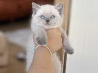İNSAN CANLISI BLUE POİNT SAFKAN BRİTİSH SHORTHAİR YAVRU