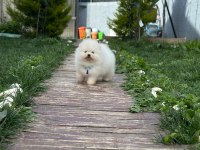 Kar topu bebek pomeranian