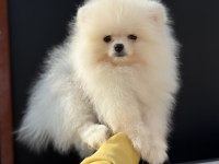 Yasal ruhsatlı çiftlikden ziyarete açık pomeranian