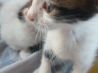 YAVRU ERKEK KEDİMİZ