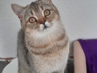 British Shorthair Evcilmen Yavrumuz