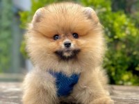 Sevimli Pomeranian Boo Yavrularımız