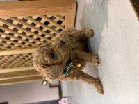 MÜKEMMEL GÜZELLİKTE TEACUP POODLE YAVRULAR