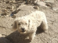 Suzi isimli terrier