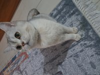 British shorthair silver dişi