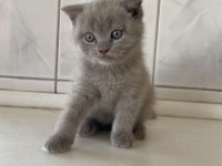 Sevimli British Kızlarımız