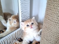 Safkan british shorthair golden bebekler