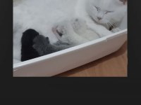 Yavru scottish fold