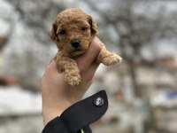 Toy Poodle bebişler