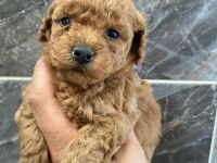Orjinal Minyatür Toy Poodle Yavrular 